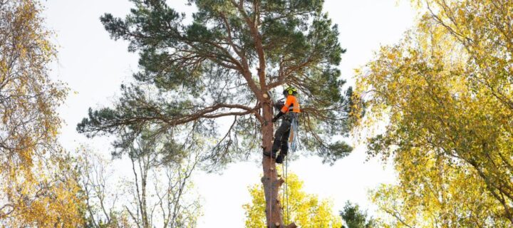 1583_Action_tradfallarna_okt25_baraBild