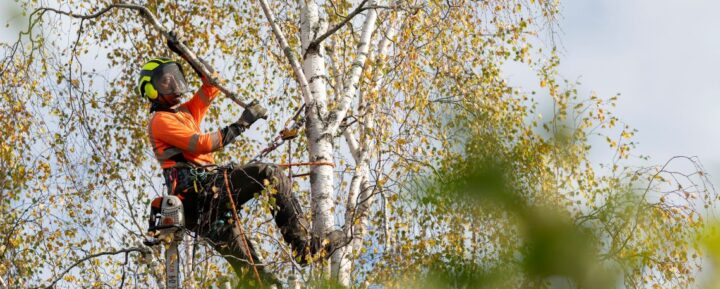 1722_Action_tradfallarna_okt25_baraBild